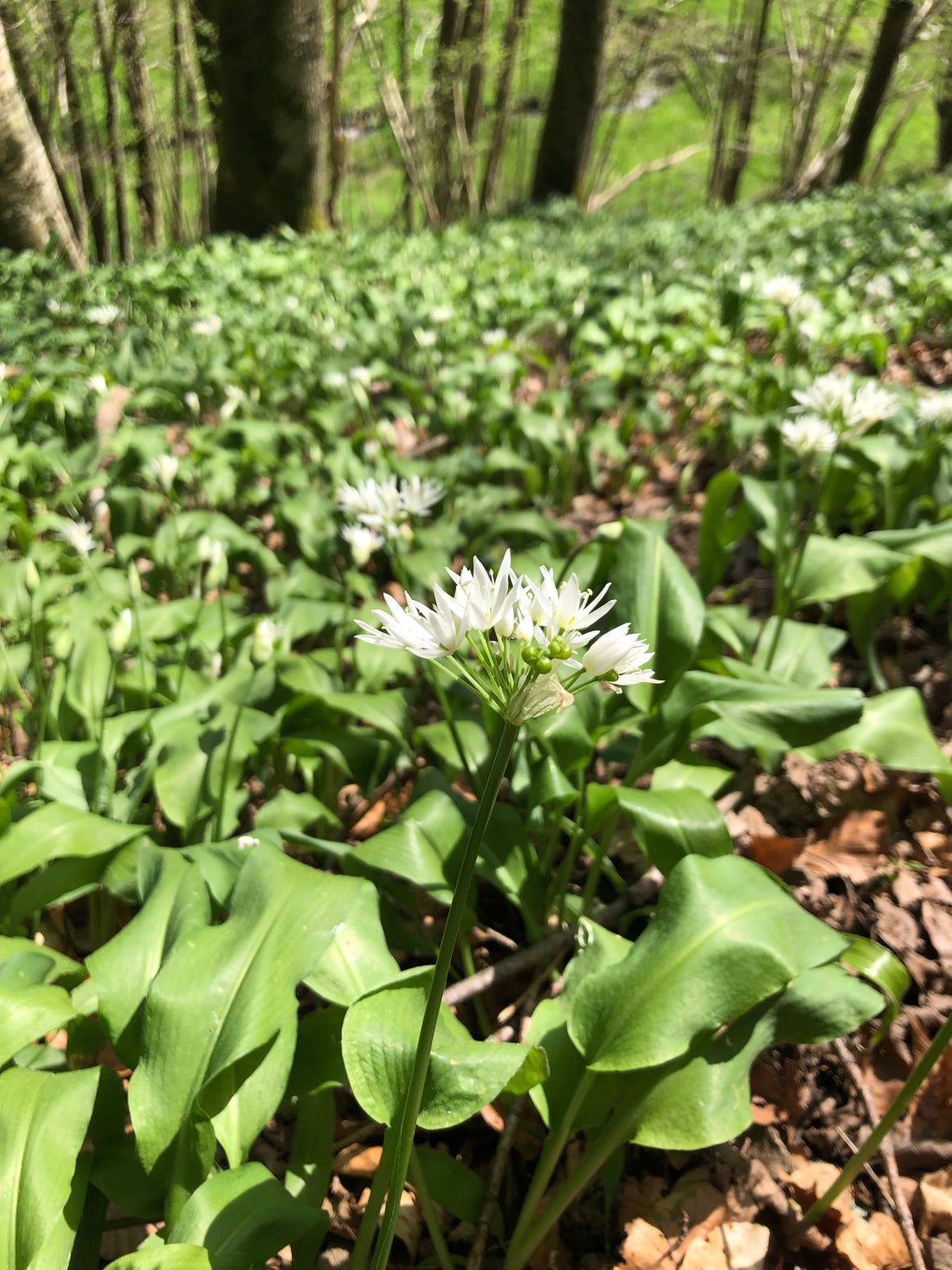 ail des ours (feuilles, graines, fleurs)