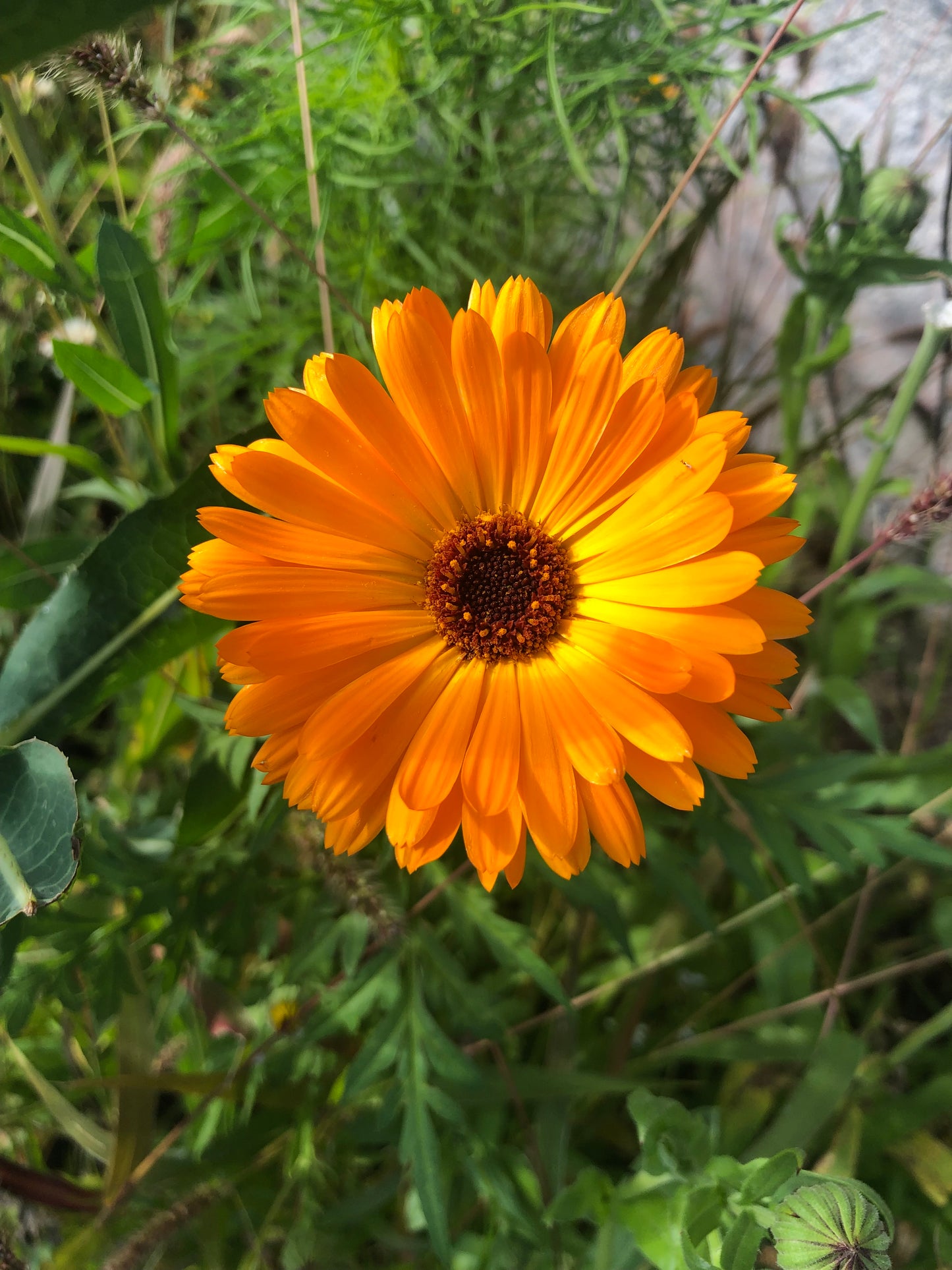 Baume au calendula